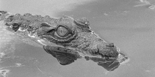 Le crocodile d'Aurora dans "Tabou"